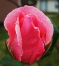Beautiful Buds