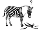 funny zebra