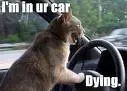 cat in car