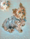 cut Dog