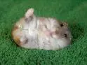 Dead hamster :D