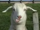 BILLY GOAT!!!!!!