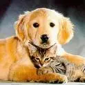 Dog and Cat