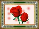 two roses