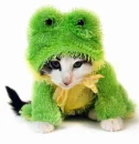 chat grenouille