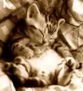 cute kitty