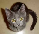 cute kitty