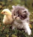 cute kitty