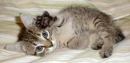 cute kitty