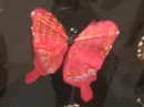 pink flutterby