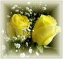 yellow roses 