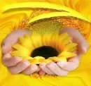 solros(flower) i mina hÃ¤nder