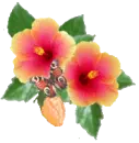 beautiful flowers
