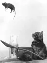 cat and mouse