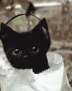 cute cat