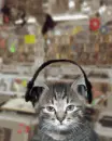 cute cat