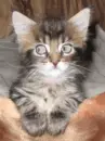 cute funny cat