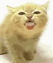 cute cat