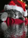cute cat