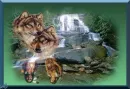 Native Wolves