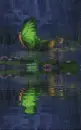 butterfly boat