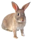 Bunny