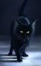 black cat