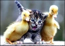 cute cat
