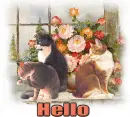 hello cats