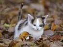 small kitty