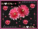 Margeritte