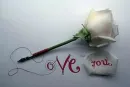 Love Rose