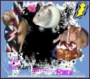 rats