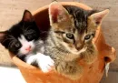 kittens