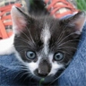 cute cat