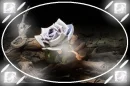 White Rose