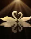 swans