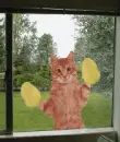 cute cat