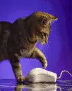 cool cat
