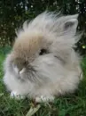 cute rabbit