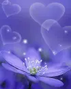 blue rose