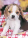 cute dog