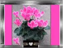 Cyclamens
