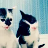 cute kitty