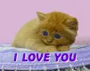 i love u