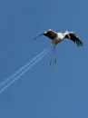 flying bird