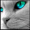cute cat