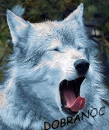 wolf in dreaming