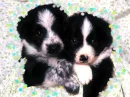 Two Dogi