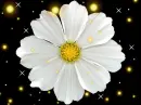 Peonia